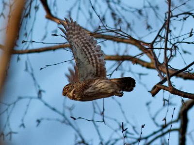 SparvugglaEurasian Pygmy Owl  Glaucidium passerinum