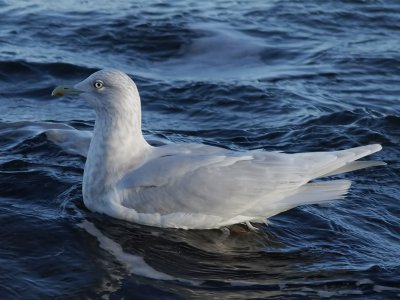 Vitvingad trut Iceland Gull Larus glaucoides