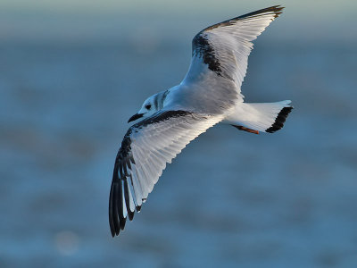 Tretig ms Black-legged Kittiwake Rissa tridactyla