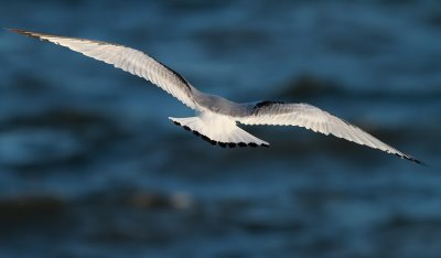 Tretig ms Black-legged Kittiwake Rissa tridactyla