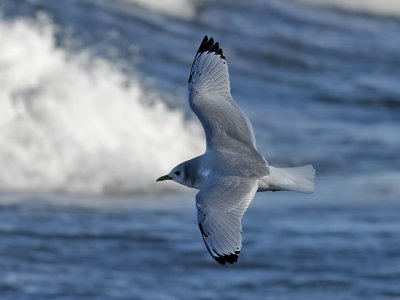 Tretig ms Black-legged Kittiwake Rissa tridactyla