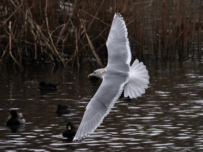 Grvingad trut.Glaucous-winged Gull (Larus glaucescens)