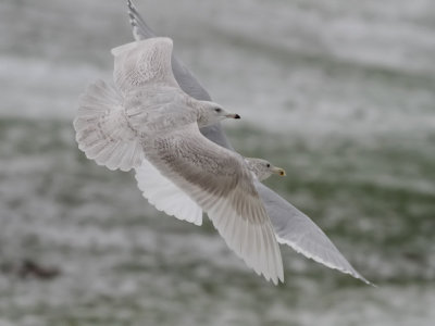 Vitvingad trut Iceland Gull Larus glaucoides