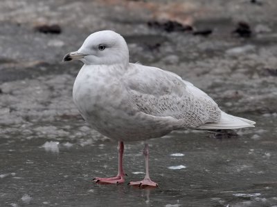 Vitvingad trut Iceland Gull Larus glaucoides