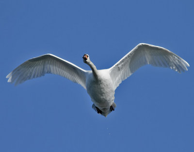 KnlsvanCygnus olorMute Swan