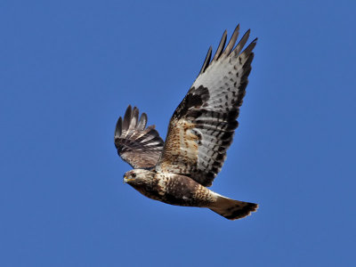 Fjllvrk Rough-legged Buzzard  Buteo lagopus