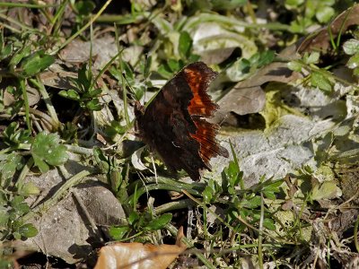 Vinbrsfuks Polygonia c-album Comma