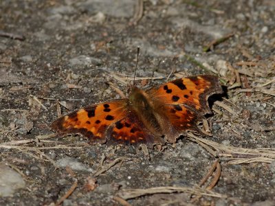 Vinbrsfuks Polygonia c-album Comma