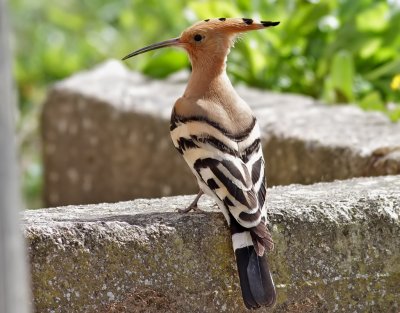 Hrfgel Upupa epopsEurasian Hoopoe