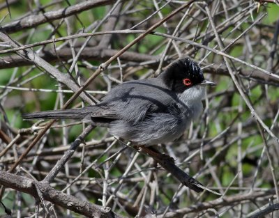 Sammetshtta Sylvia melanocephala Sardinian Warbler