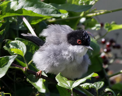 Sammetshtta Sylvia melanocephala Sardinian Warbler