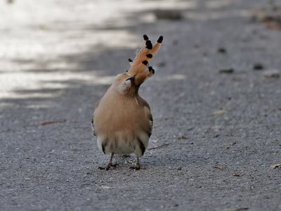 Hrfgel  Eurasian Hoopoe  Upupa epops