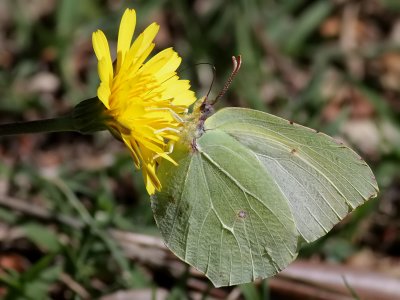 Sydlig citronfjril <br> Cleopatra <br>  Gonepteryx cleopatra