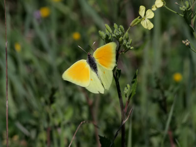 Sydlig citronfjril  Cleopatra   Gonepteryx cleopatra