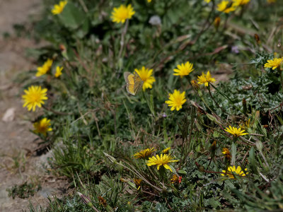 Rdgul hfjril  Clouded Yellow  Colias crocea