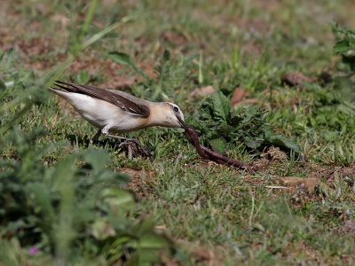 Stenskvtta Oenanthe oenanthe Northern Wheatear