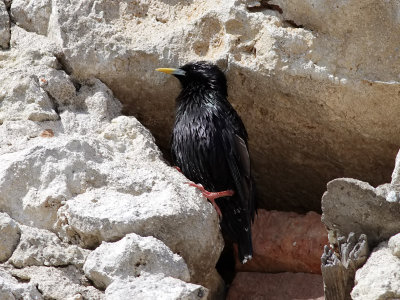 Svartstare<br>Sturnus unicolor<br>Spotless Starling