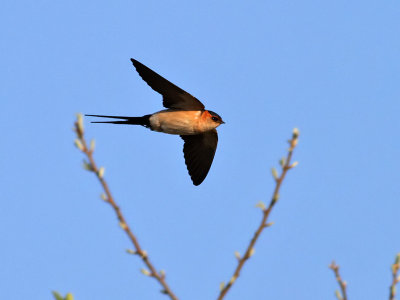 Rostgumpsvala  Red-rumped Swallow Hirundo daurica