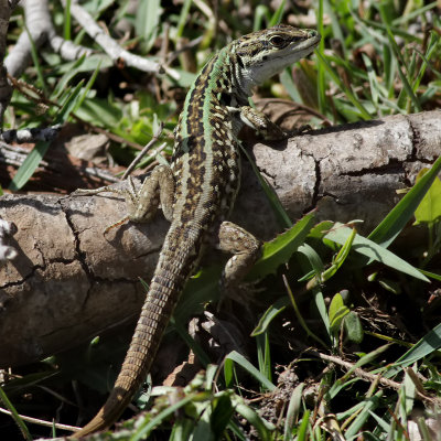 Tyrrensk murdla  Tyrrhenian Wall Lizard  Podarcis tiliguerta