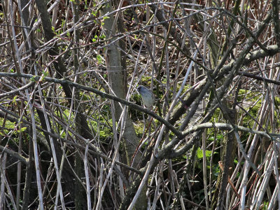 Grhuvad sparv  Black-faced Bunting  Emberiza spodocephala