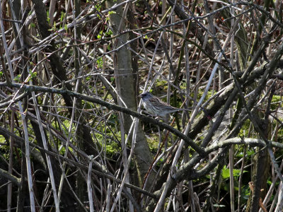 Grhuvad sparv  Black-faced Bunting  Emberiza spodocephala