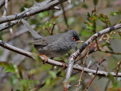 Sardinsk sngare <br> Marmoras Warbler <br> Sylvia sarda