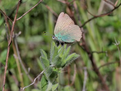  Grnsnabbvinge  Green Hairstreak  Callophrys rubi