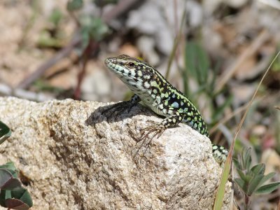 Tyrrensk murdla  Tyrrhenian Wall Lizard  Podarcis tiliguerta