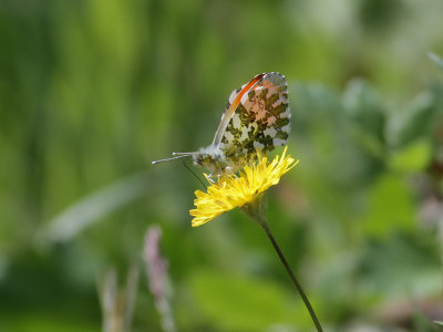 Aurorafjril  Orange Tip  Anthocharis cardamines