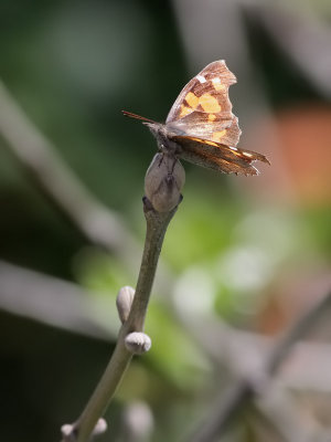 Palpfjril  Nettle-Tree Butterfly  Libythea celtis
