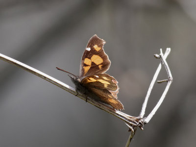 Palpfjril <br> Nettle-Tree Butterfly <br> Libythea celtis