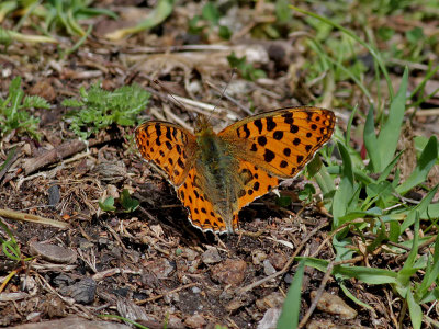 Storflckig prlemorfjril<br> Queen of Spain Fritillary<br>Issoria lathonia