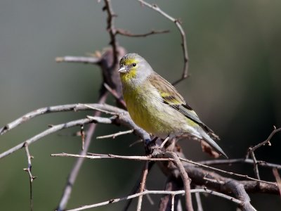 Korsikansk siska <br>  Corsican Finch <br> Serinus corsicanus