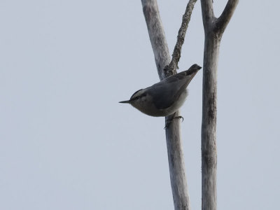 Korsikansk ntvcka  Corsican Nuthatch  Sitta whiteheadi