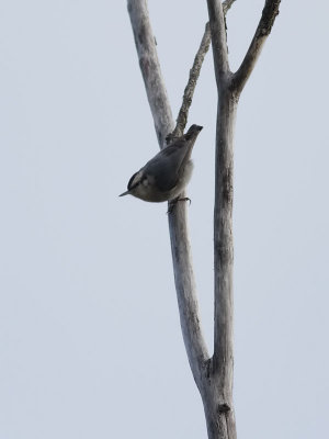 Korsikansk ntvcka  Corsican Nuthatch  Sitta whiteheadi