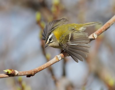 Brandkronad kungsfgel   Firecrest  Regulus ignicapillus