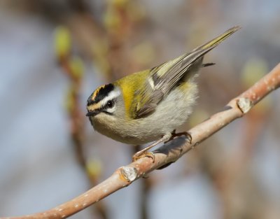 Brandkronad kungsfgel   Firecrest  Regulus ignicapillus