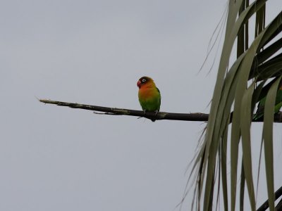 Mask or maybe hybrid Mask x Fischers Lovebird