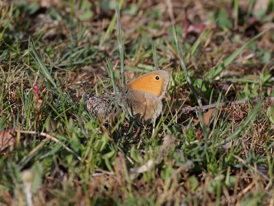 Kamgrsfjril Small heath Coenonympha pamphilus