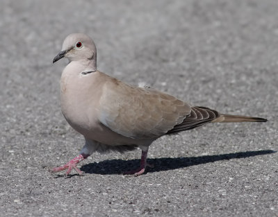 Turkduva  Collared Dove  Streptopelia decaocto