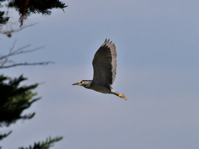 Natthger Black-crowned Night Heron Nycticorax nycticorax