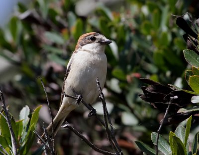 Rdhuvad trnskata  Woodchat Shrike  Lanius senator