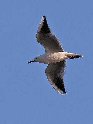 Lngnbbad ms<br> Slender-billed Gull<br> Chroicocephalus genei