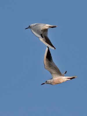 Lngnbbad ms Slender-billed Gull Chroicocephalus genei