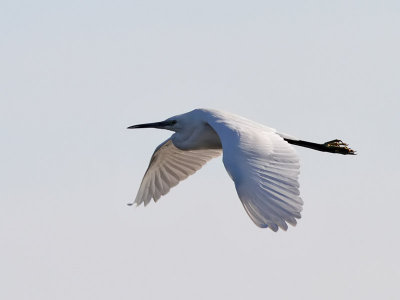 Silkeshger  Little Egret  Egretta garzetta