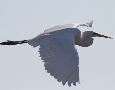 gretthger <br> Great Egret <br> Ardea alba