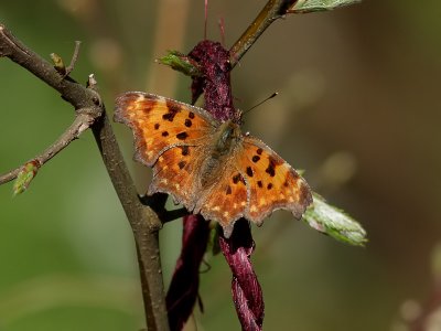 Vinbrsfuks Polygonia c-album Comma