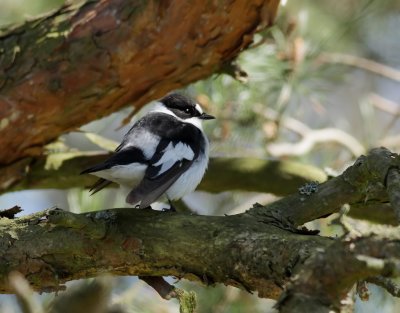 Halsbandsflugsnappare   Collared Flycatcher  Ficedula albicollis