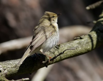Lvsngare<br> Willow Warbler<br> Phylloscopus trochilus