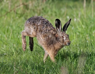 Flthare  Brown Hare Lepus europaeus